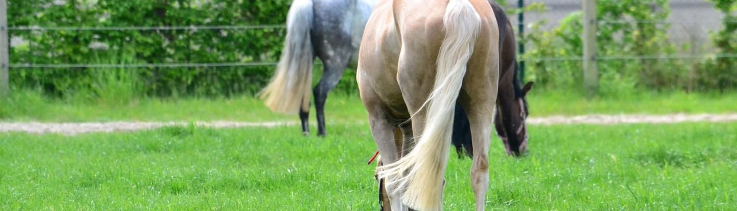 Accommodatie en stalling